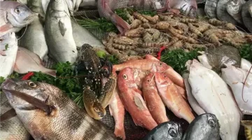 استقرار أسعار السمك اليوم مع تسجيل البلطي 80 جنيها والبورّي 175 جنيها